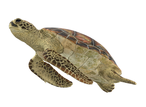 caretta_1