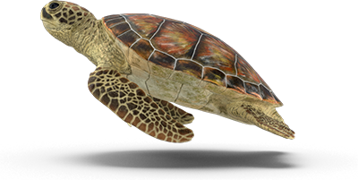 caretta_caretta
